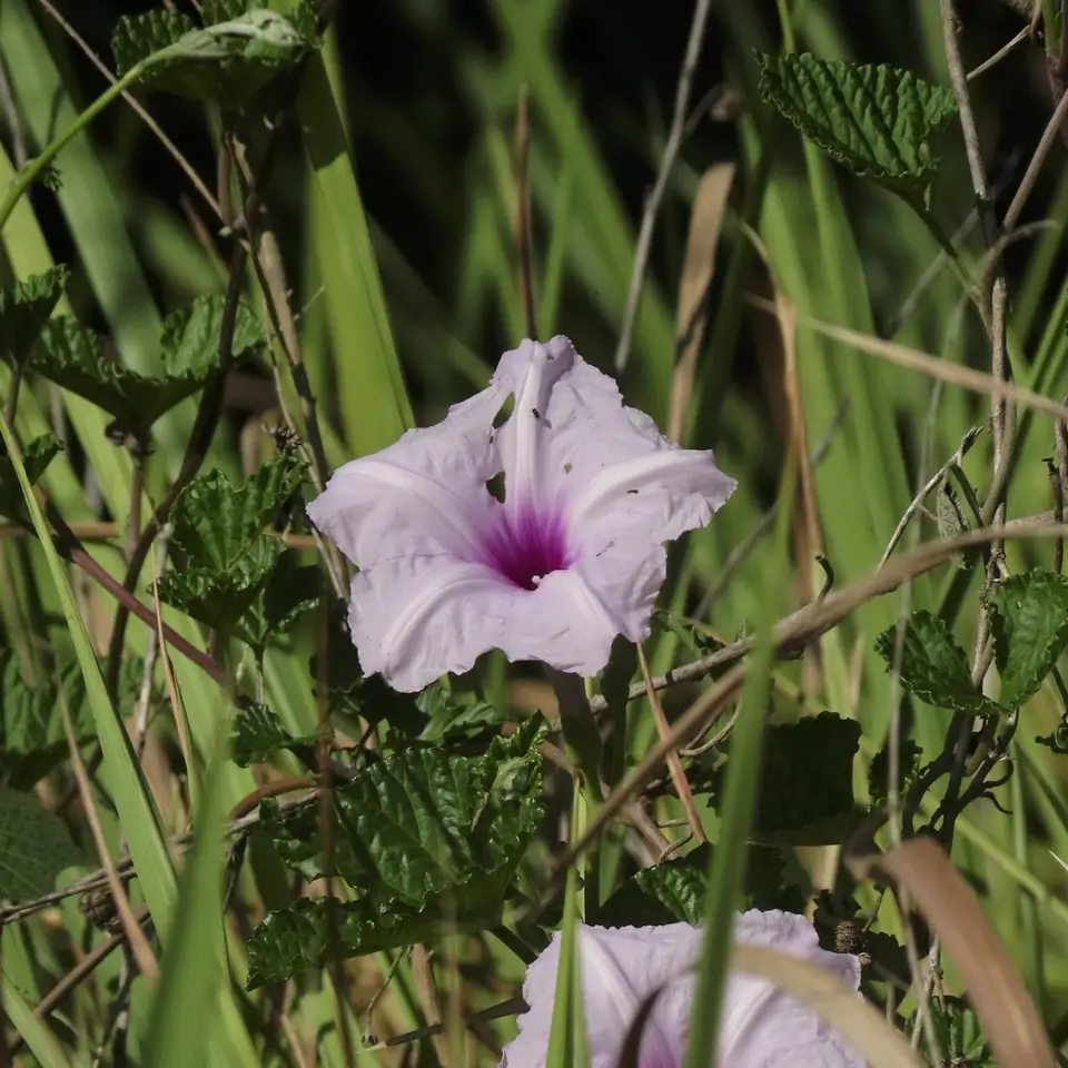Largeroot Morning-Glory (Ipomoea macrorhiza)
