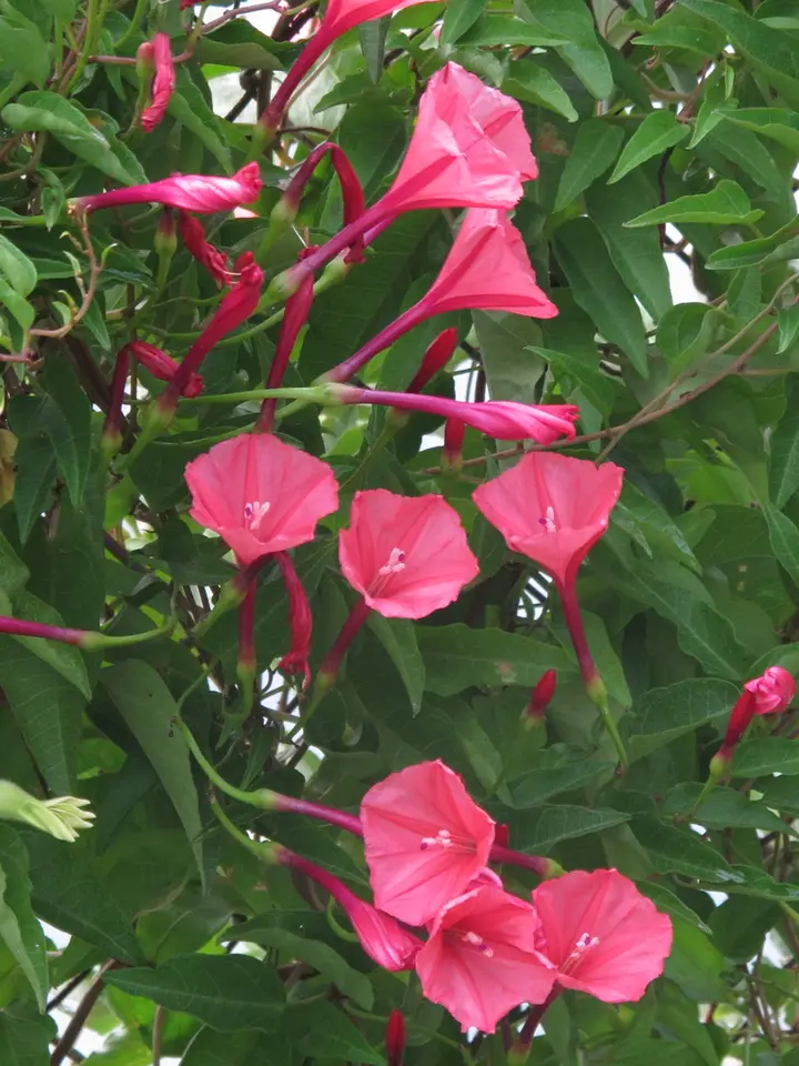Calcareous Morning-Glory (Ipomoea microdactyla)