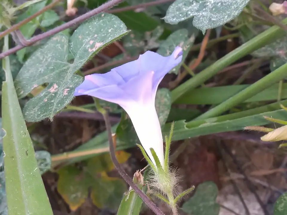 Japanese Morning Glory (Ipomoea nil)