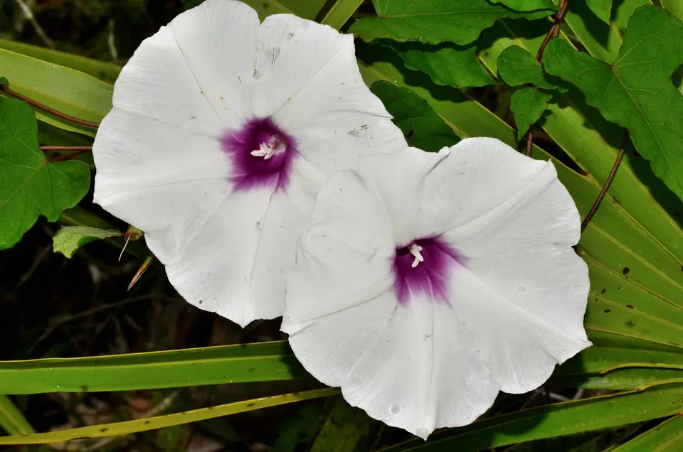Wild Potato Vine (Ipomoea pandurata)