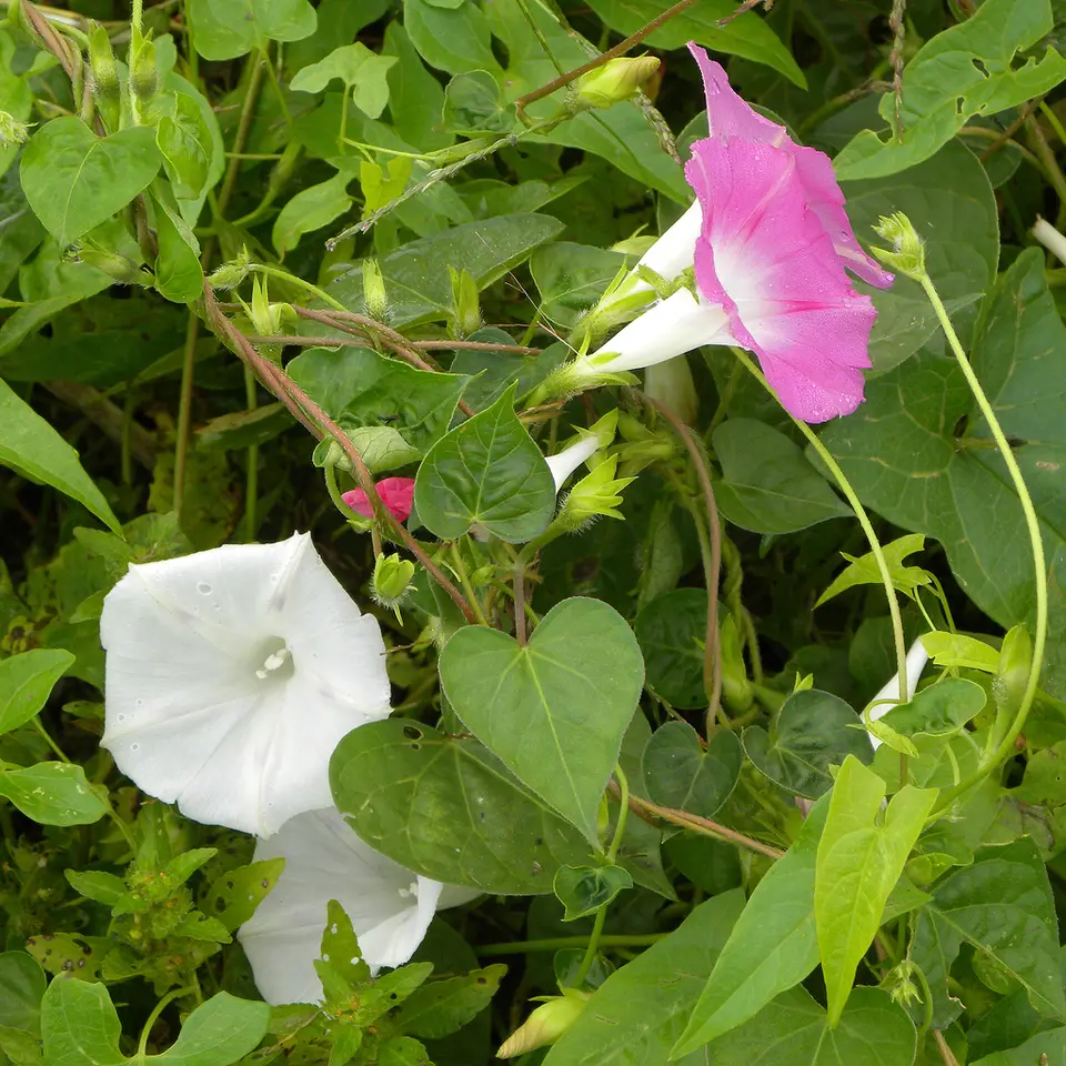 Common Morning-Glory (Ipomoea purpurea)
