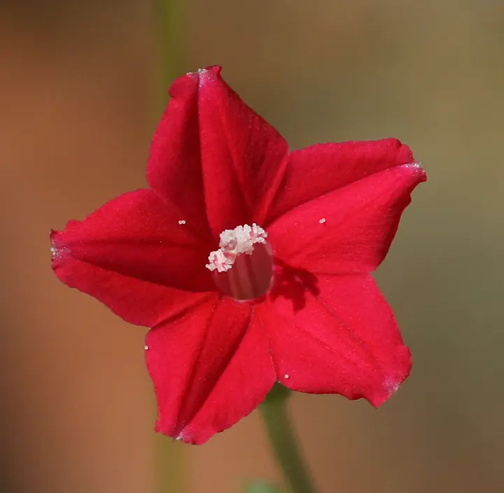 Cypress Vine (Ipomoea quamoclit)