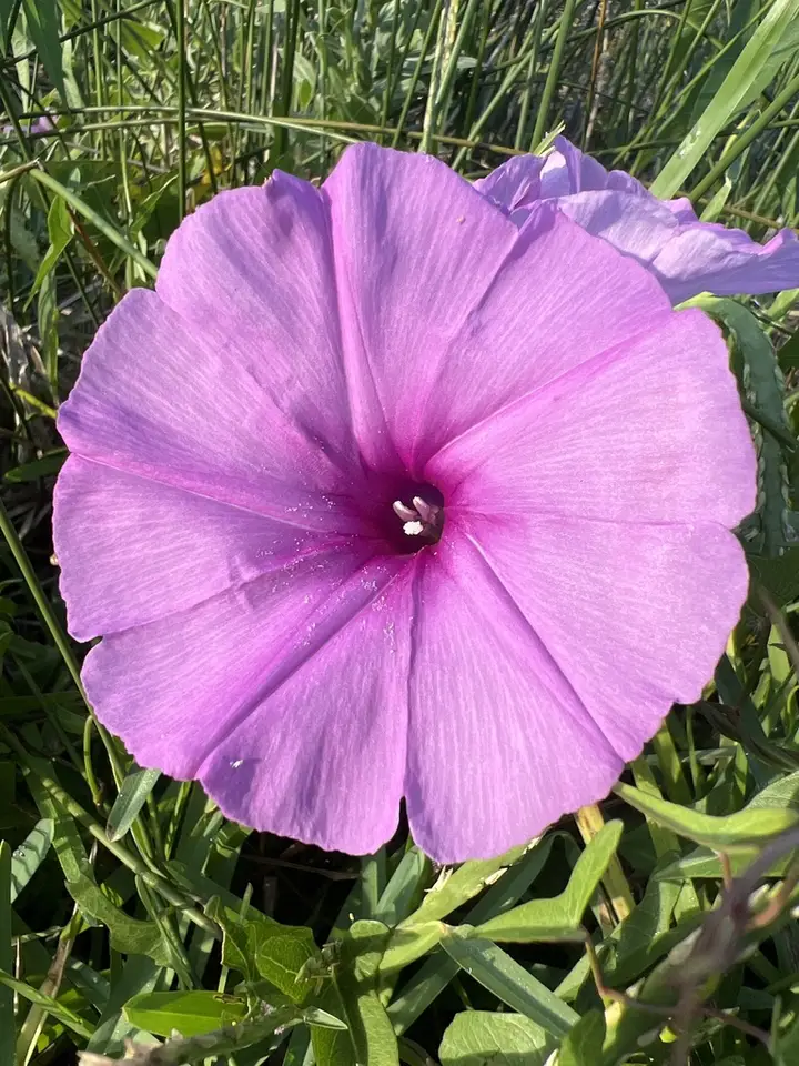Saltmarsh Morning-Glory (Ipomoea sagittata)