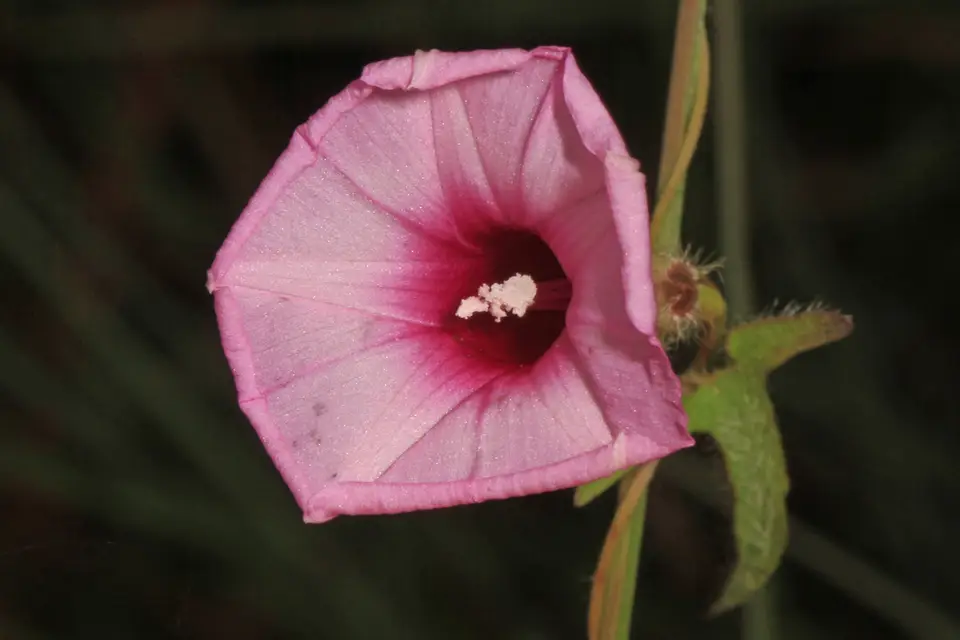 Rocklands Morning-Glory (Ipomoea tenuissima)