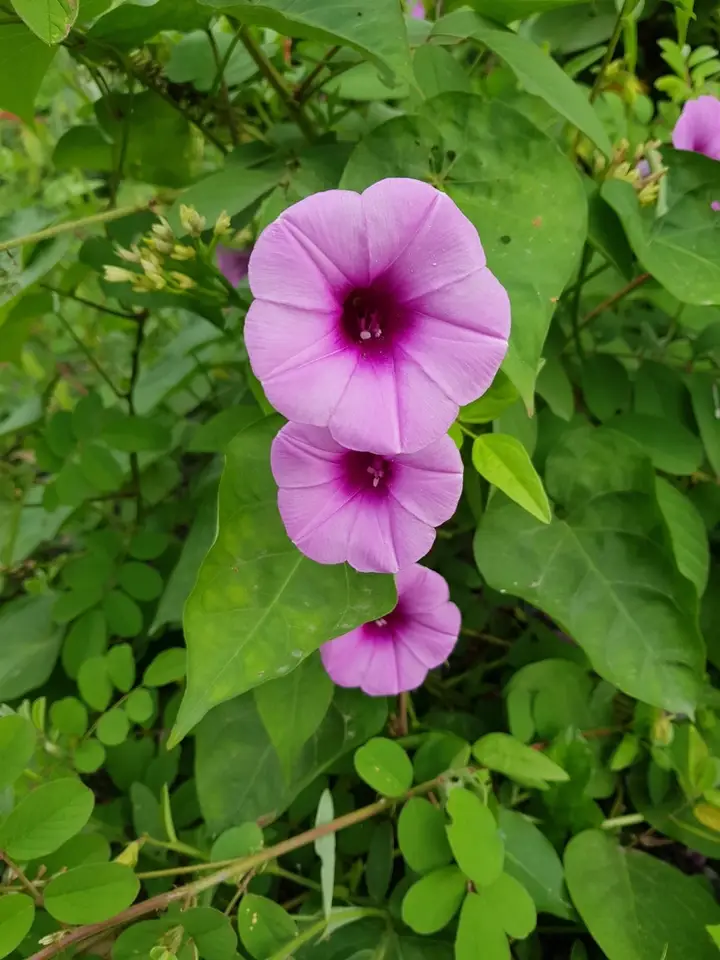Bejuco De Puerco (Ipomoea tiliacea)