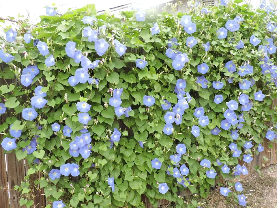 Garden Morning Glory (Ipomoea tricolor)