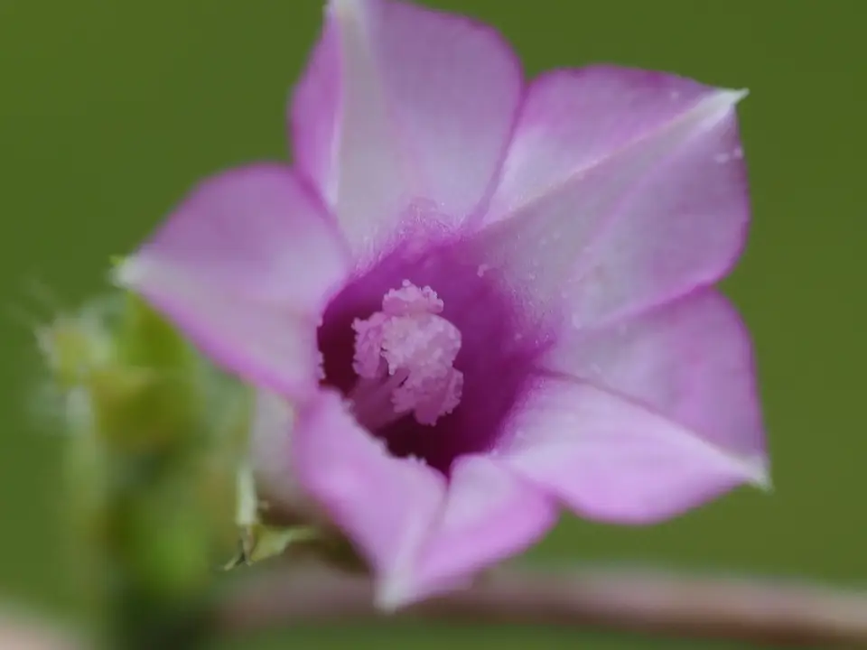 Littlebell (Ipomoea triloba)