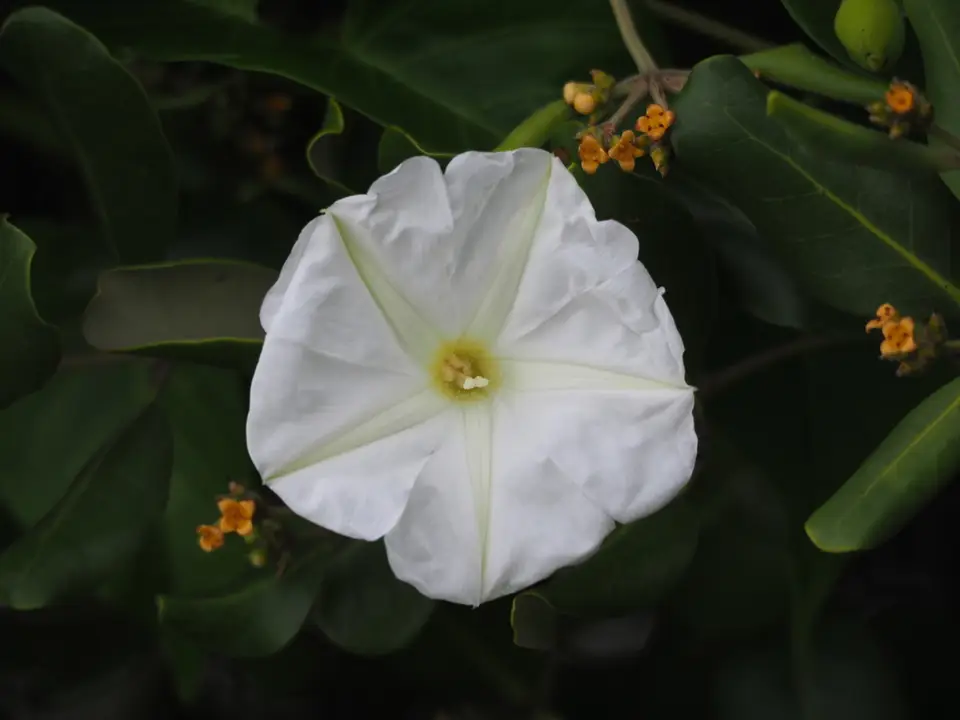 Beach Moonflower (Ipomoea violacea)