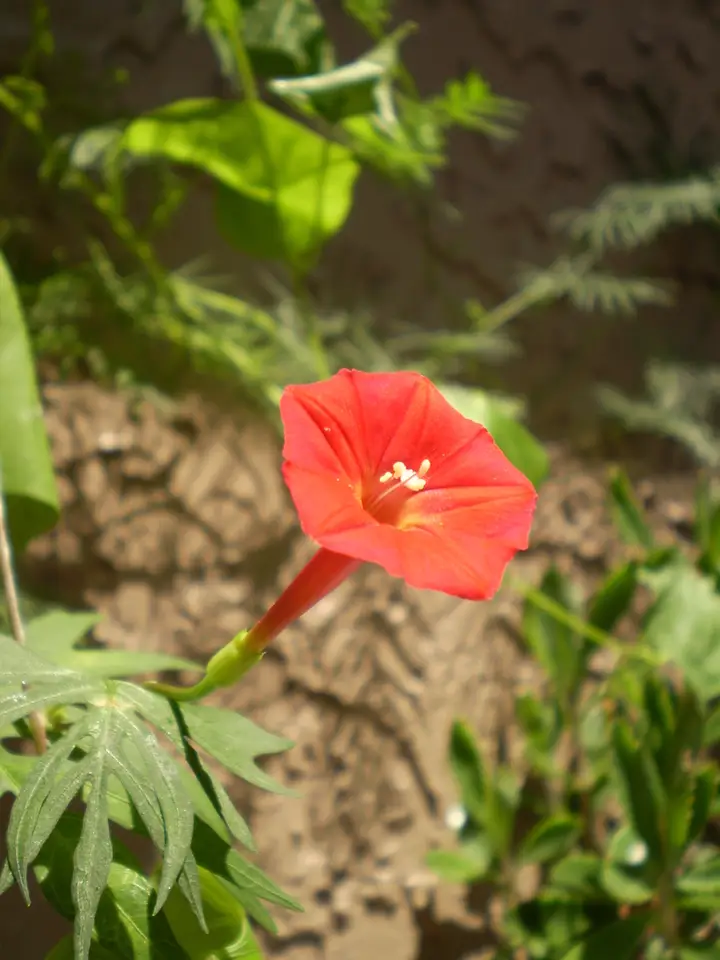 Cardinal Climber (Ipomoea × multifida)