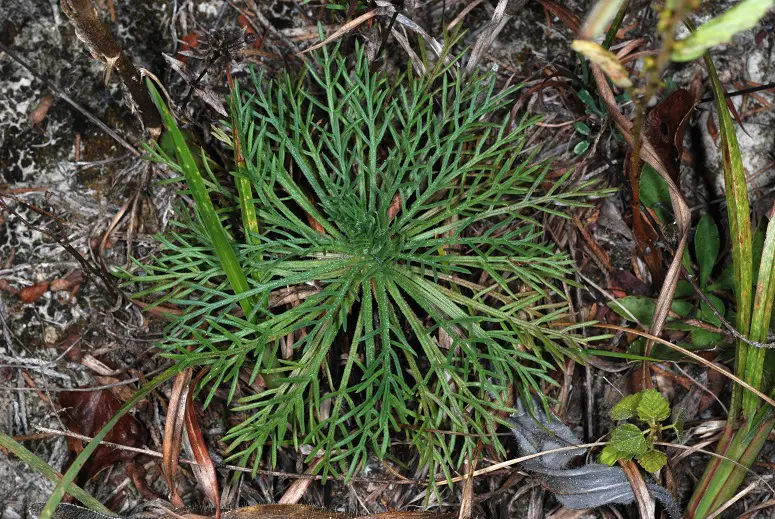 Standing Cypress (Ipomopsis rubra)