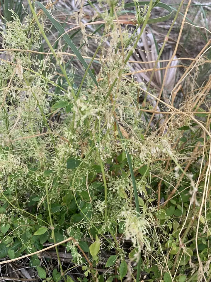Juba's Bush (Iresine diffusa)