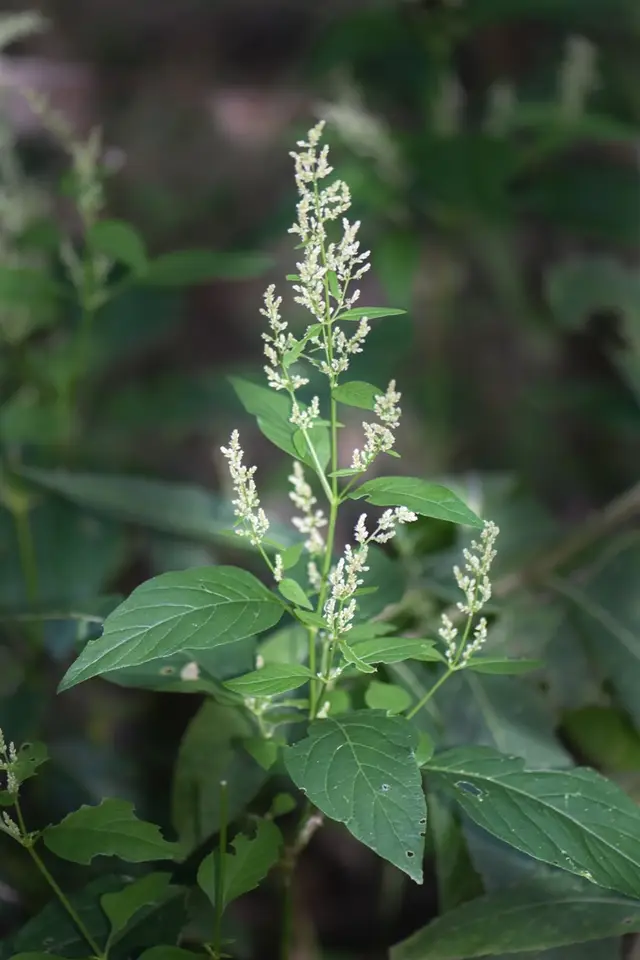 Juda's Bush (Iresine rhizomatosa)