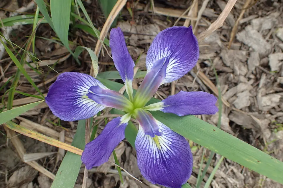 Leafy Blue Flag (Iris brevicaulis)