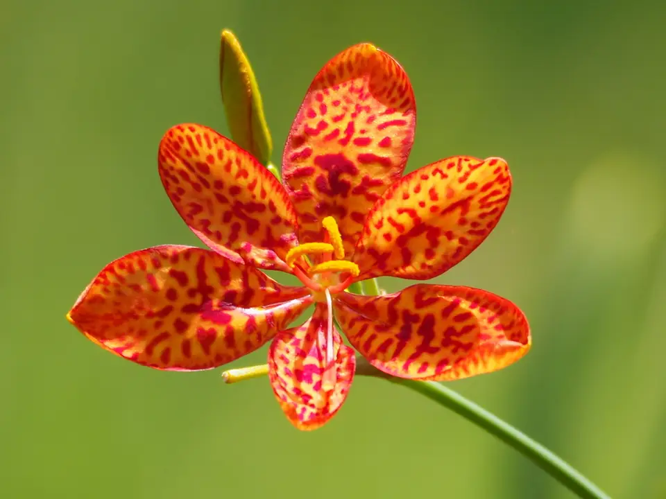 Blackberry Lily (Iris domestica)