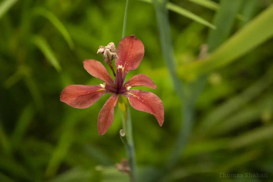 Copper Iris (Iris fulva)