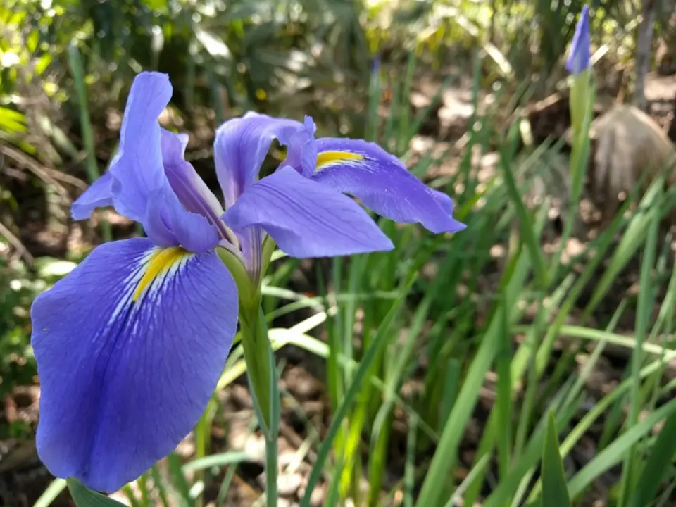 Giant Blue Iris (Iris giganticaerulea)