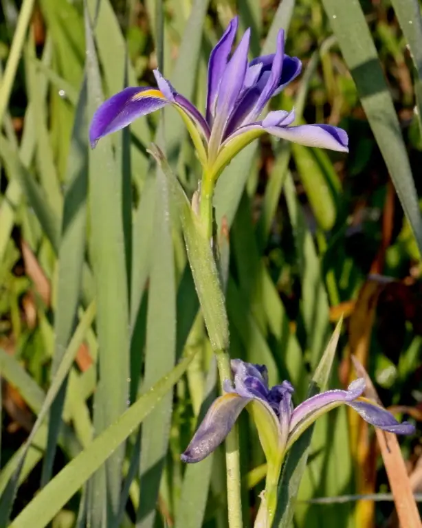 Prairie Iris (Iris hexagona)