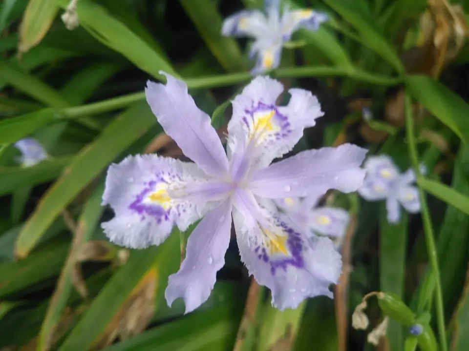 Fringed Iris (Iris japonica)