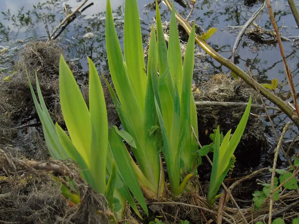 Yellow Iris (Iris pseudacorus)
