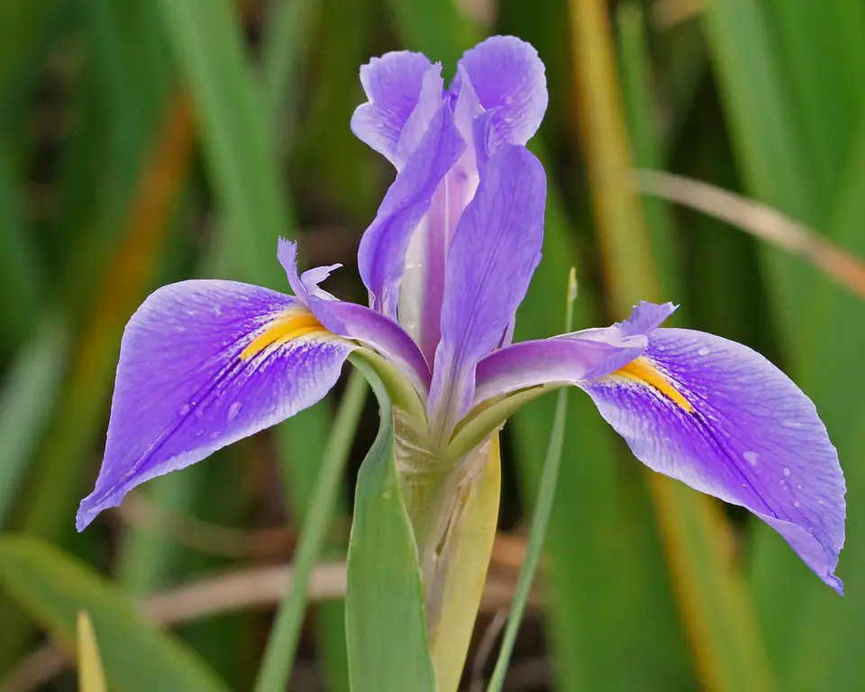 Prairie Iris (Iris savannarum)
