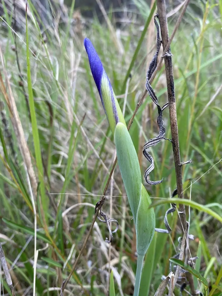 Savanna Iris (Iris tridentata)