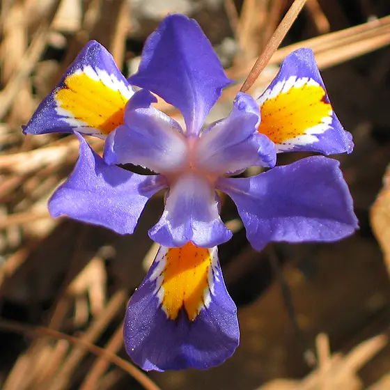 Dwarf Iris (Iris verna)