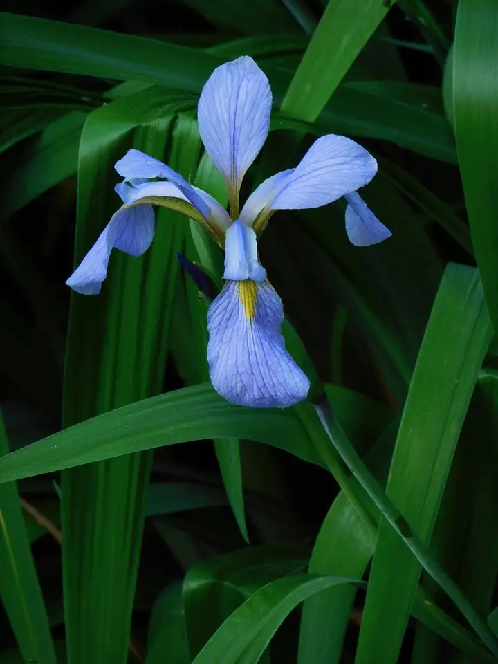 Southern Blue Flag (Iris virginica)
