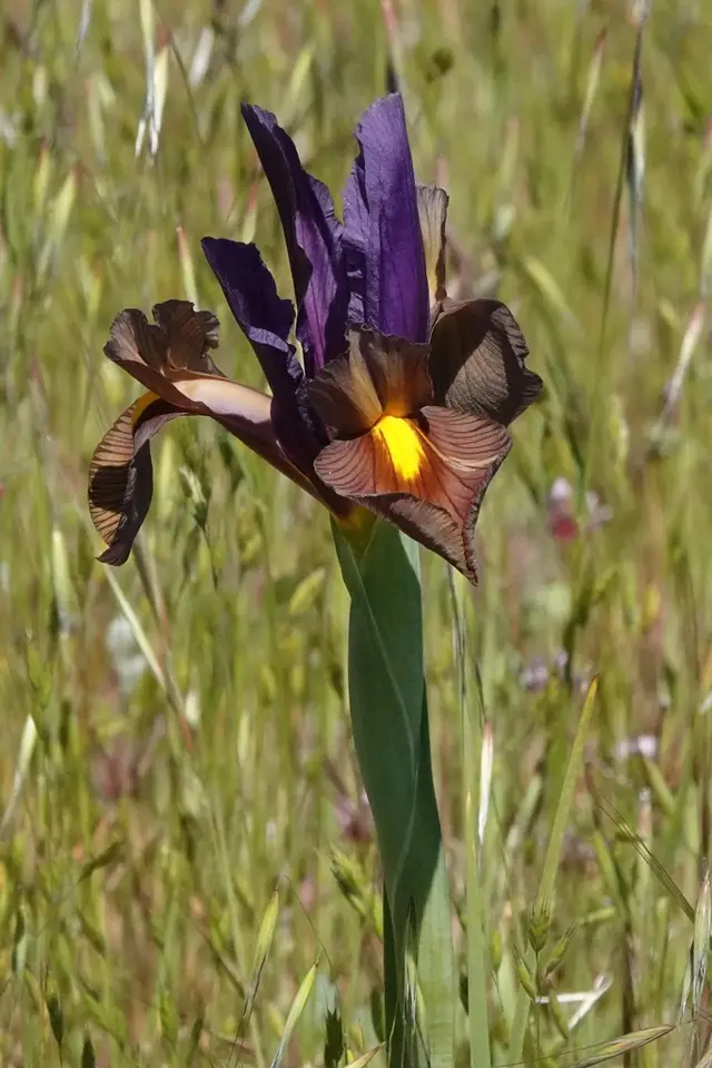 Dutch Iris (Iris × hollandica)