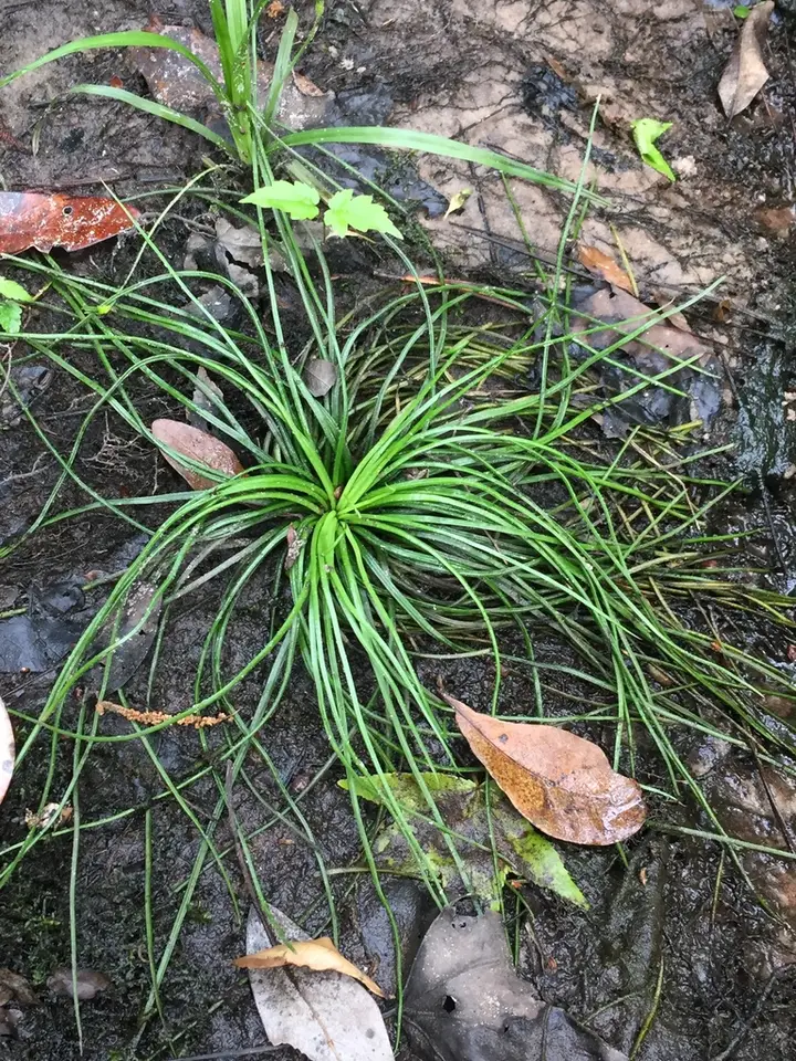 Boom's Quillwort (Isoetes boomii)