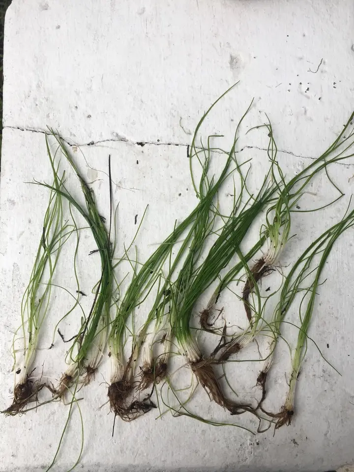 Southern Quillwort (Isoetes flaccida)