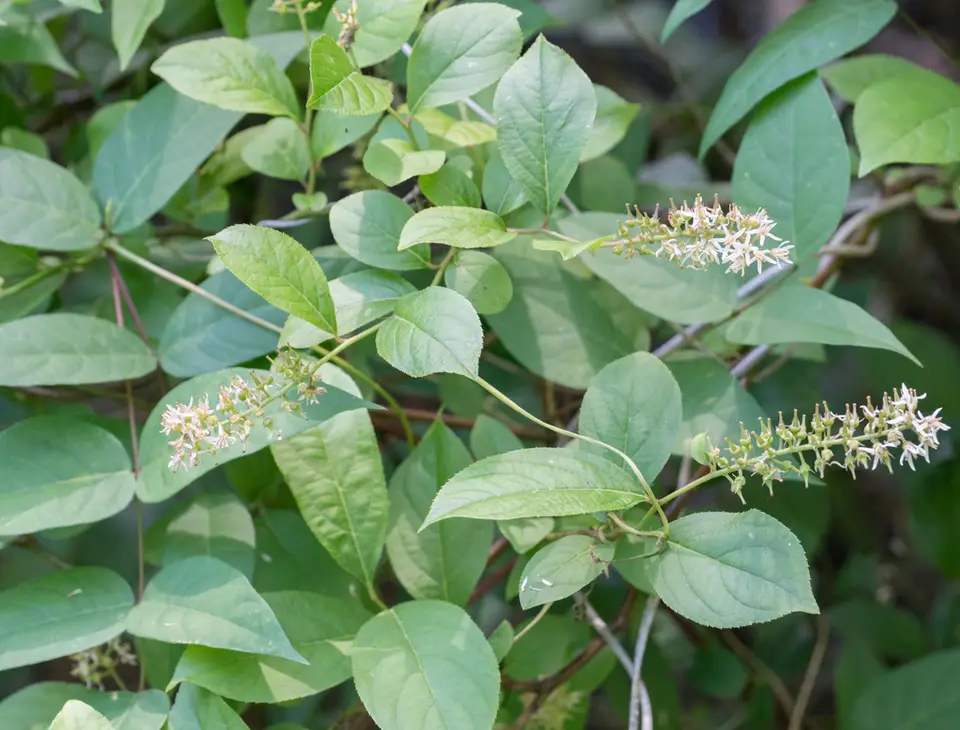 Virginia Sweetspire (Itea virginica)