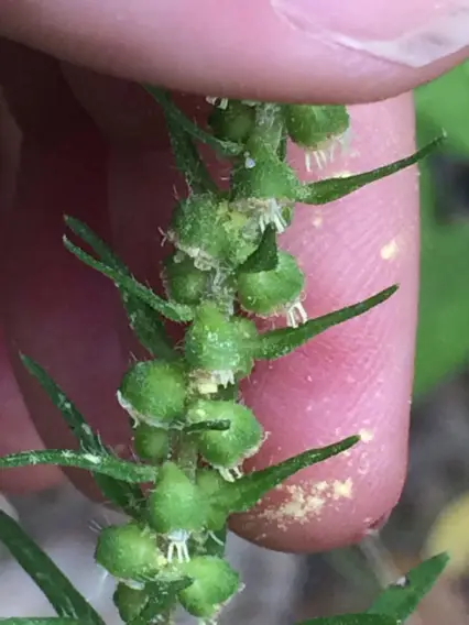 Sumpweed (Iva annua)
