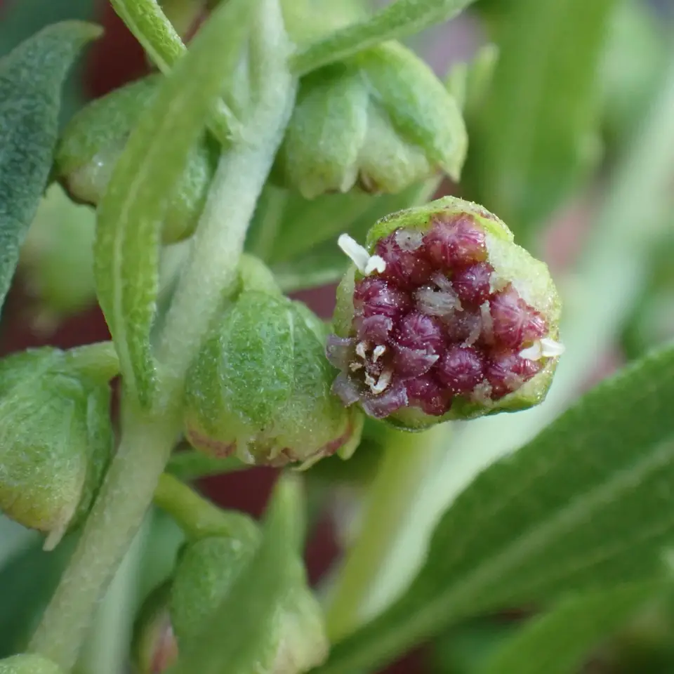 Marsh Elder (Iva frutescens)