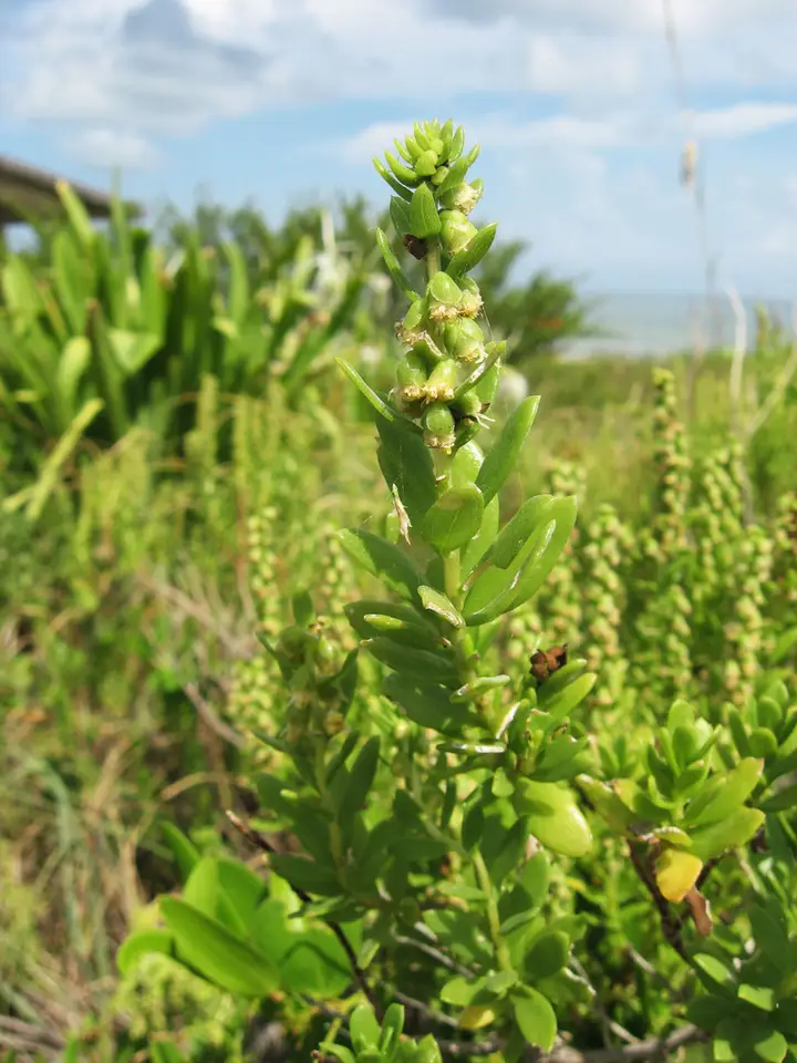 Dune Marsh-Elder (Iva imbricata)