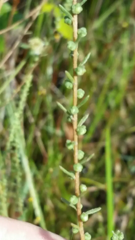 Piedmont Marsh Elder (Iva microcephala)