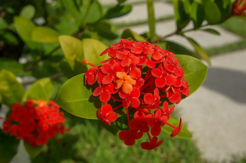 Chinese Ixora (Ixora chinensis)