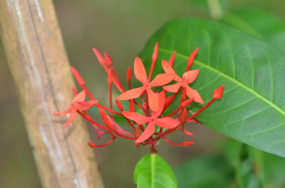 Jungle Flame (Ixora coccinea)