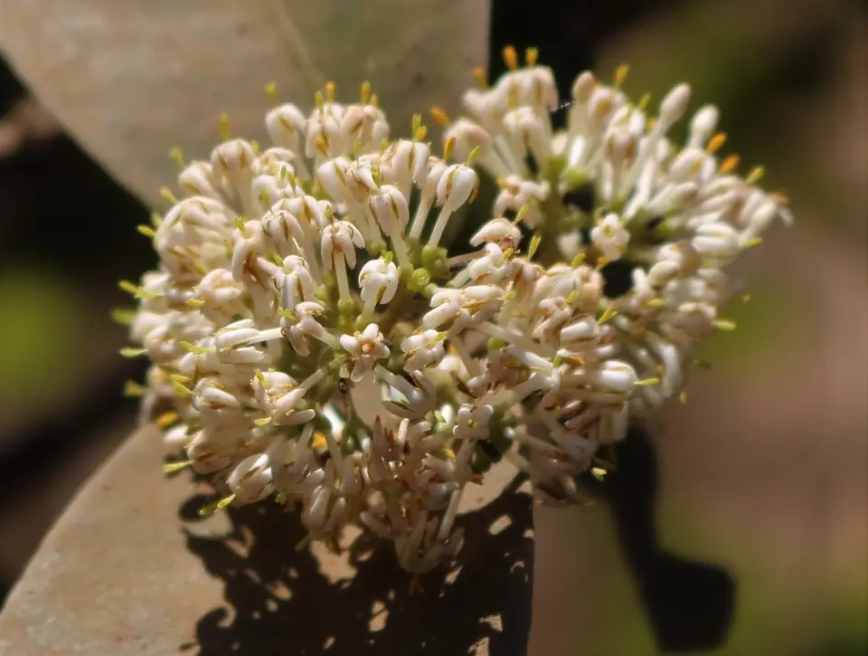Torch Tree (Ixora pavetta)