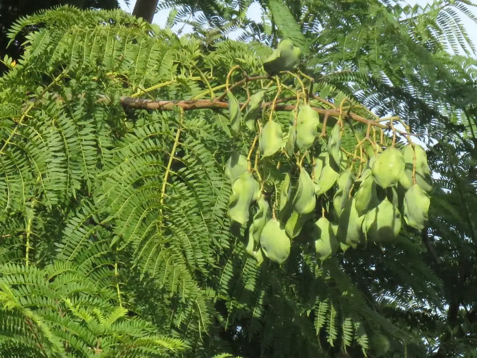 Blue Jacaranda (Jacaranda mimosifolia)