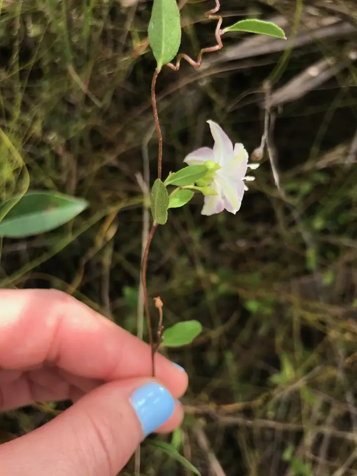 Pineland Jacquemontia (Jacquemontia curtissii)