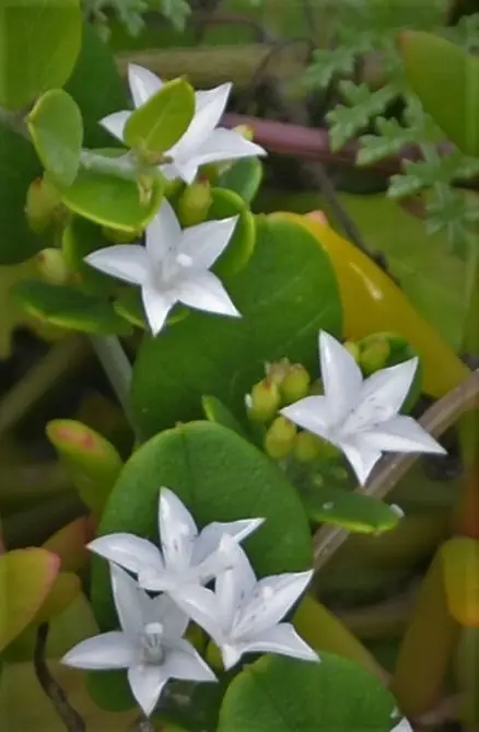 Havana Clustervine (Jacquemontia havanensis)