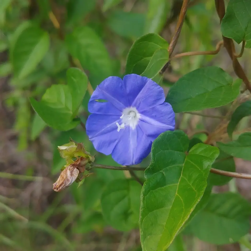 Skyblue Clustervine (Jacquemontia pentanthos)