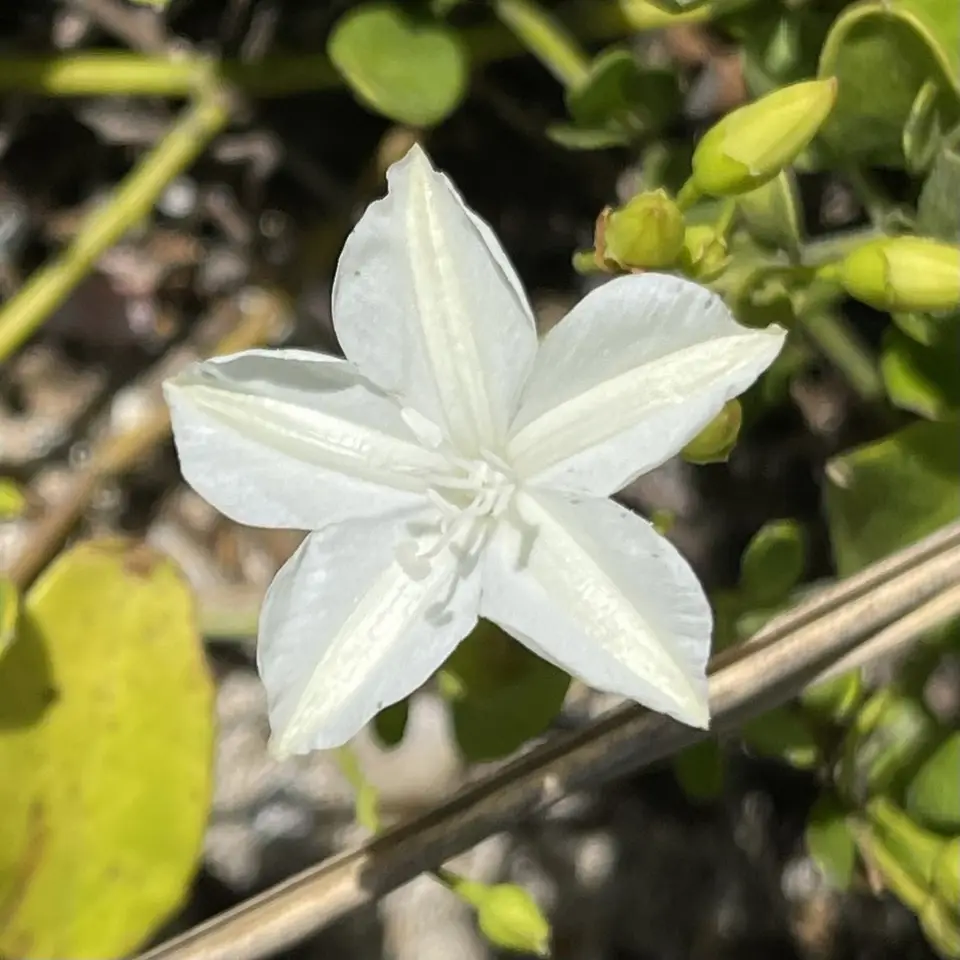 Beach Jacquemontia (Jacquemontia reclinata)