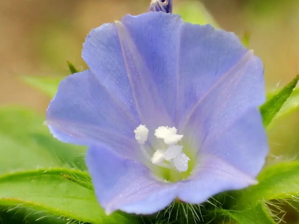 Hairy Cluster-Vine (Jacquemontia tamnifolia)