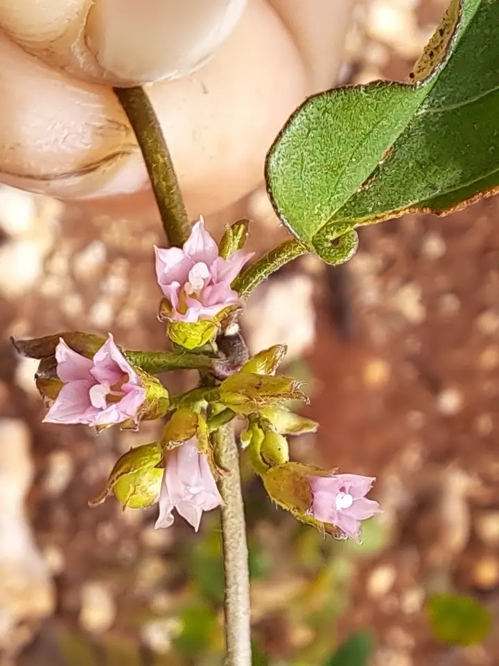 Jacquemontia verticillata (Jacquemontia verticillata)