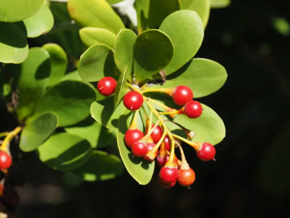 Braceletwood (Jacquinia arborea)