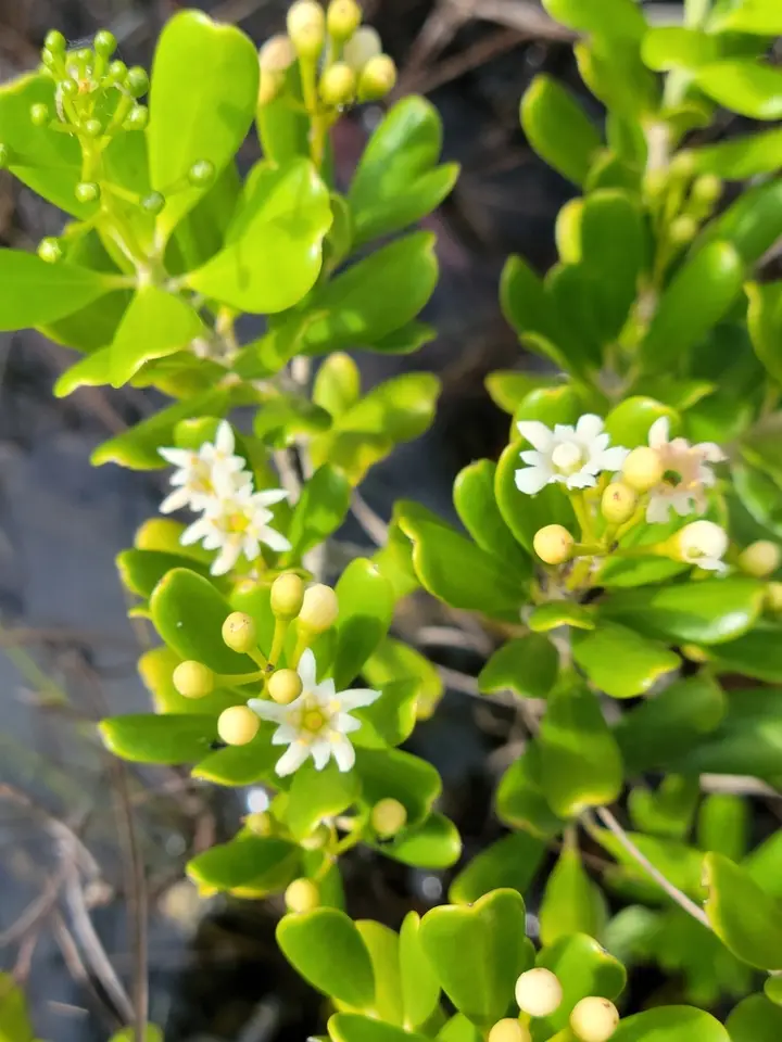 Wash Wood (Jacquinia keyensis)