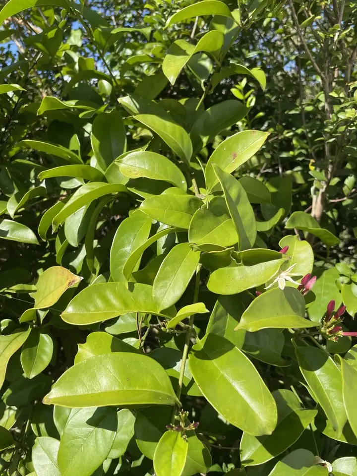 Gold Coast Jasmine (Jasminum dichotomum)