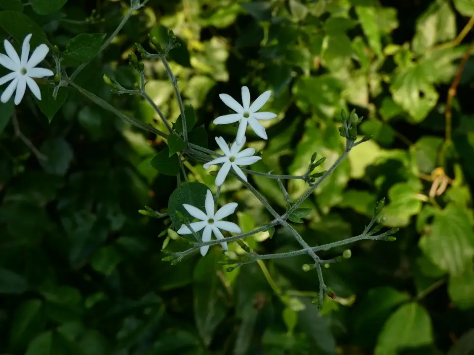 River Jasmine (Jasminum fluminense)
