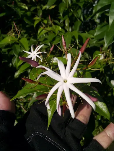 Angel-Wing Jasmine (Jasminum laurifolium)
